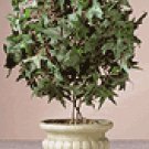 Ivy Topiary in Alabastrite Pot