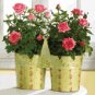 Metal Roses Pots with Handle