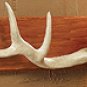 Antlers Hooks Plaque