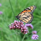 Butterfly Among the Grass
