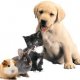 Pets and Accessories