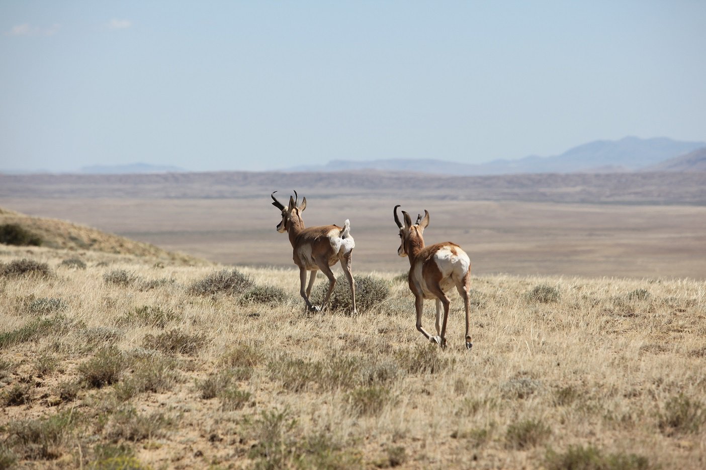 160 Acres Wyoming! Great Hunting! Owner Financing!