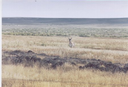 40.34 Acres Casper, Wyoming! Owner Will Carry!