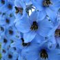 ROCKET LARKSPUR