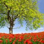 FLANDERS POPPY