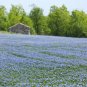 BLUE FLAX - OCEAN BREEZE