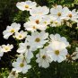 DWARF WHITE COSMOS - SUMMER SNOW
