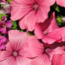 ROSE MALLOW PINK MIX