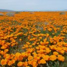 WILDFIRE POPPY
