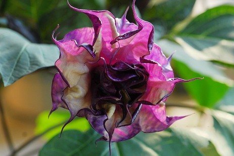 Devil's Trumpet - Datura