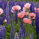 PERENNIAL LUPINE