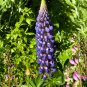 PERENNIAL LUPINE