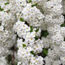 WHITE YARROW