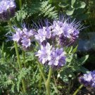 LACY FIDDLENECK