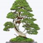 BONSAI - Chinese Juniper