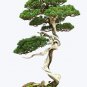 BONSAI - Chinese Juniper