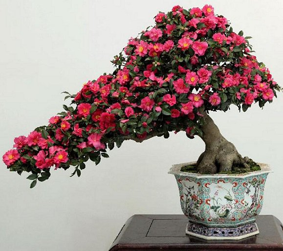 BONSAI - Japanese Camellia