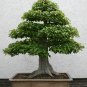 BONSAI - Trident Maple
