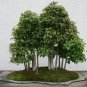 BONSAI - Trident Maple