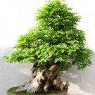 BONSAI - Hornbeam