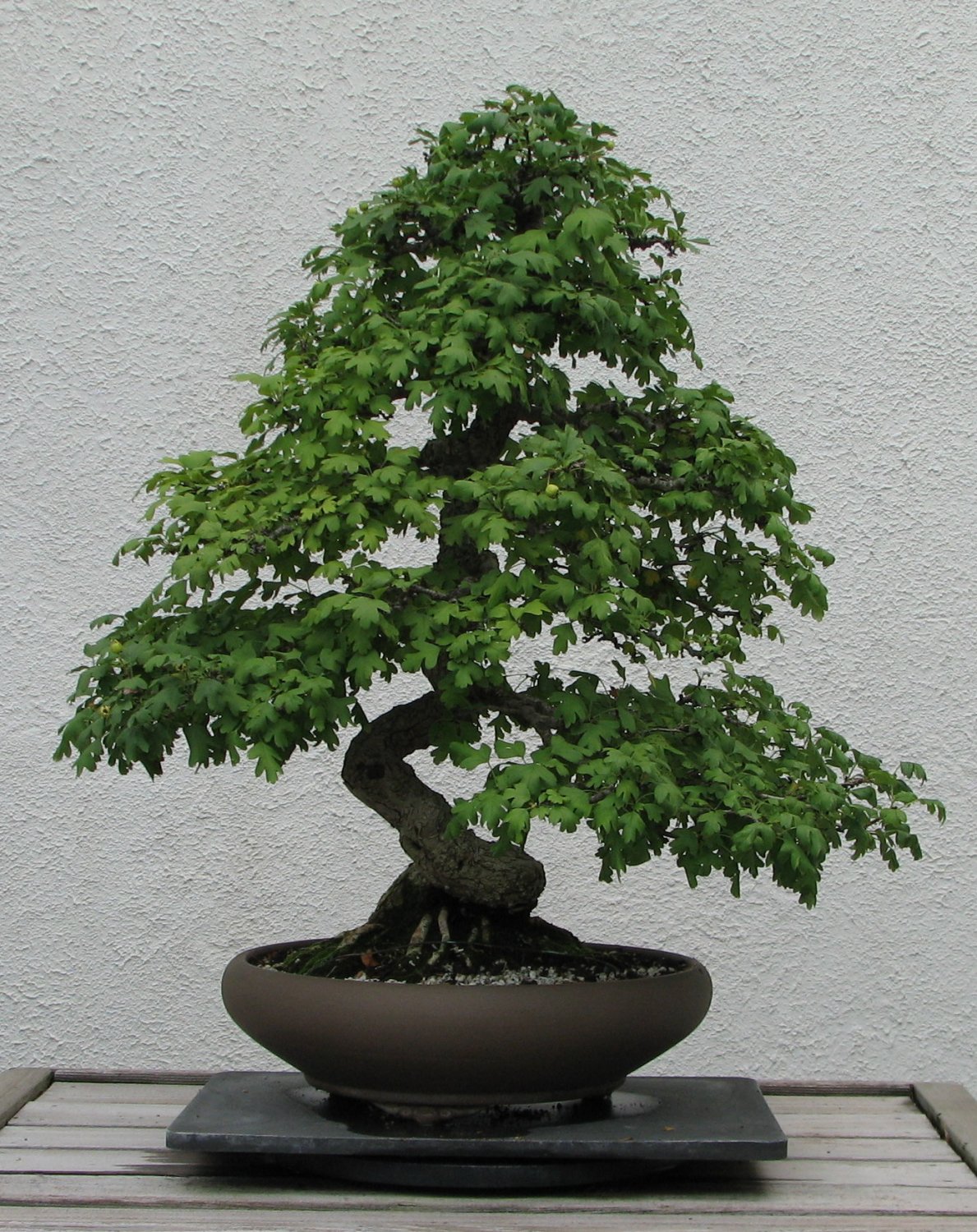 BONSAI English Hawthorn