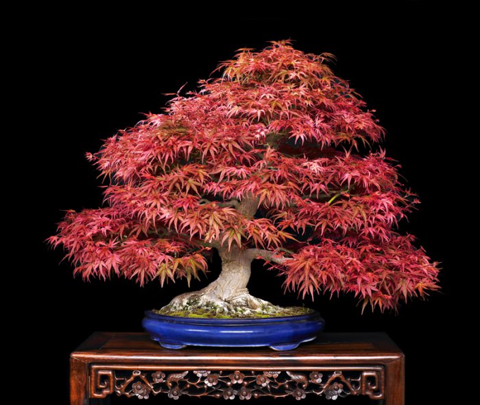 BONSAI Japanese Red Maple