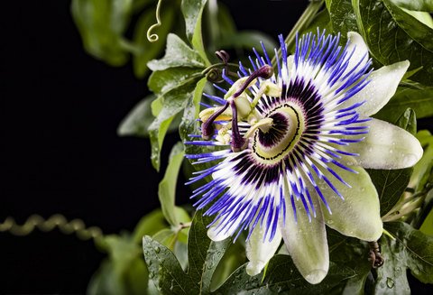 BLUE PASSION FLOWER Passiflora Caerulea