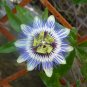 BLUE PASSION FLOWER Passiflora Caerulea