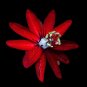 PASSIFLORA COCCINEA