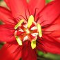 PASSIFLORA COCCINEA