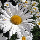 SHASTA DAISY