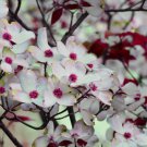 FLOWERING DOGWOOD TREE