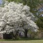 FLOWERING DOGWOOD TREE
