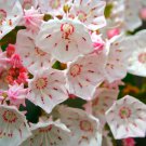 MOUNTAIN LAUREL
