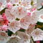 MOUNTAIN LAUREL