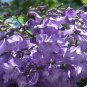 BLUE JACARANDA