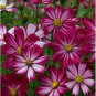 CANDY-CANE DWARF COSMOS