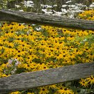 BLACK-EYED SUSAN