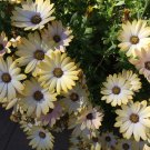 WHITE AFRICAN DAISY