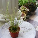 CARNIVOROUS - Drosera Filiformis