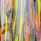 RAINBOW TREE - Eucalyptus Deglupta