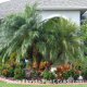 PALMS