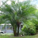 PALMS - Cliff Date Palm - Phoenix Rupicola