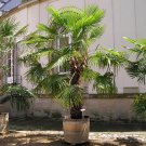PALMS - Windmill palm - Trachycarpus Fortunei