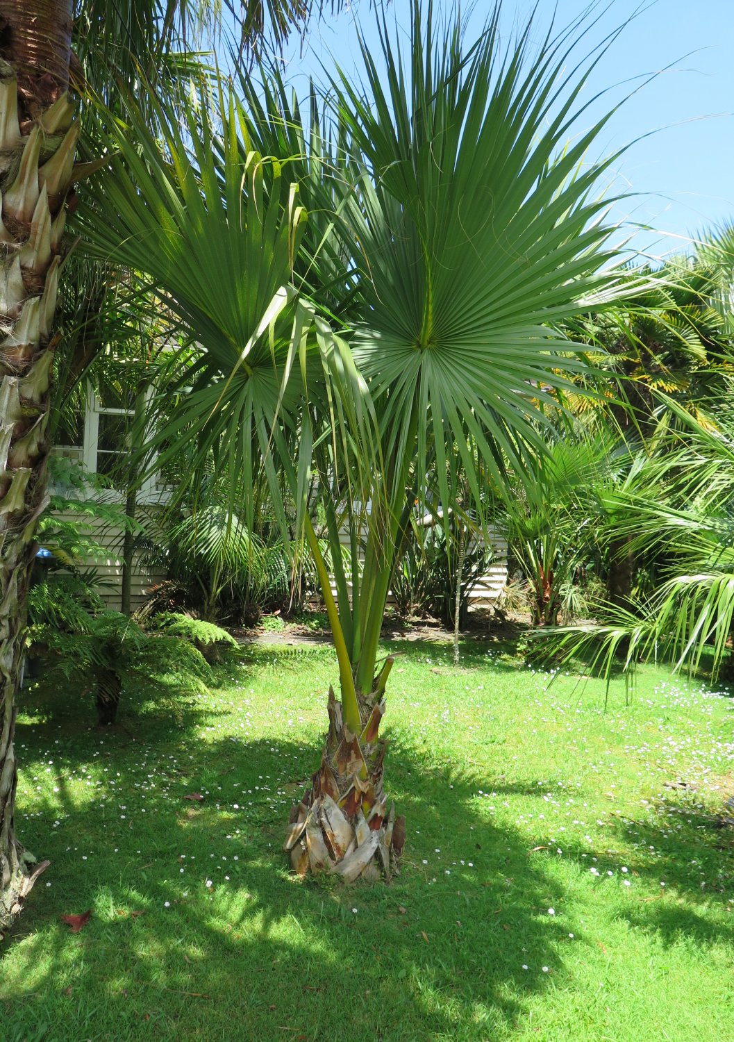 PALMS - Dwarf Palmetto Palm - Sabal Minor