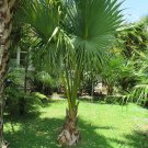 PALMS - Dwarf Palmetto Palm - Sabal Minor