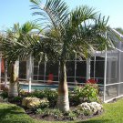 PALMS - Spindle Palm - Hyophorbe Verschaffeltii