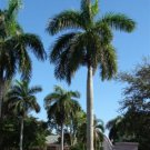 PALMS - Royal Palm - Roystonea Regia
