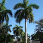 PALMS - Royal Palm - Roystonea Regia