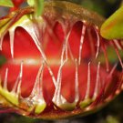 CARNIVOROUS - Venus Flytrap - Dionaea Muscipula - 'Cupped Trap'